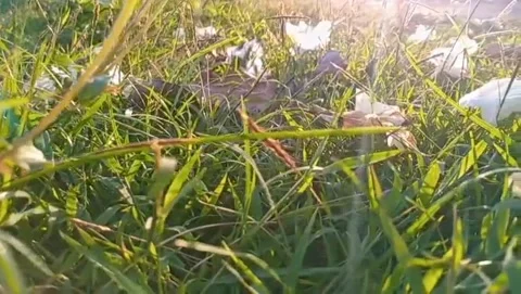 Small white flowers fall on the green grass Stock Footage 316906798
