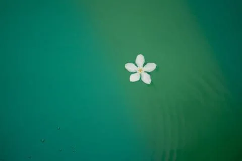 Small white flowers floating on the surface of colorful and exotic water. Stock Photos