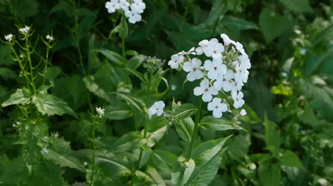 Small white flowers 스톡 동영상 5298203
