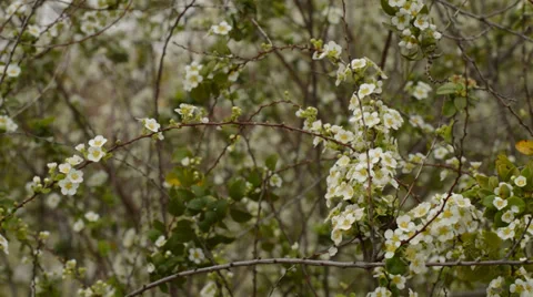 Small white flowers Stock Footage 35771739