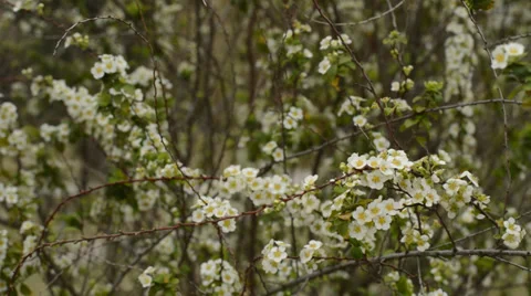 Small white flowers Stock Footage 35771926