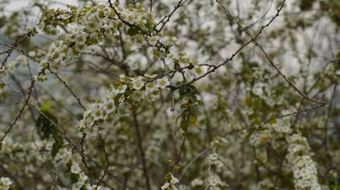 Small white flowers Stock Footage 35772163