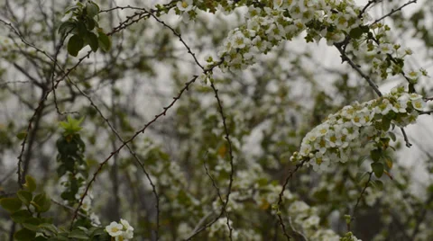 Small white flowers Stock Footage 35772217