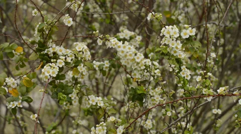 Small white flowers Stock Footage 35772232