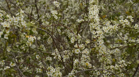 Small white flowers Stock Footage 35772365
