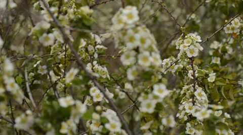 Small white flowers Stock Footage 35772996