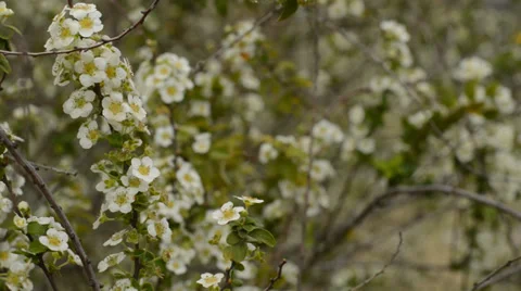 Small white flowers Stock Footage 35773122