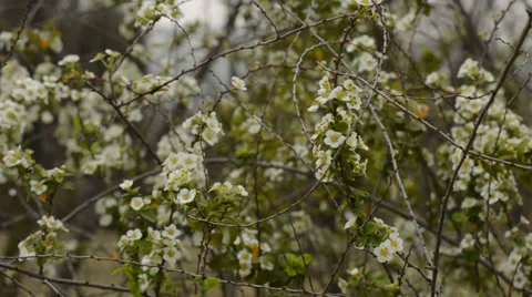 Small white flowers Stock Footage 35773199