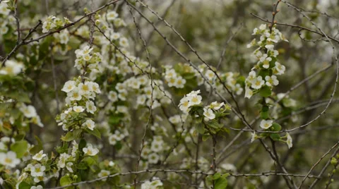 Small white flowers Stock Footage 35773294