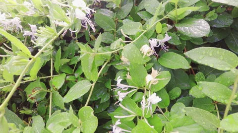 Small white flowers Stock Footage 66420028