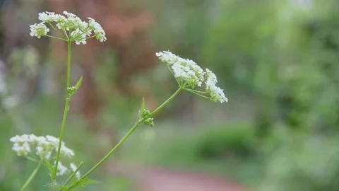 Small White Flowers Видео 75524513