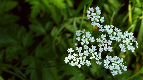 Small White flowers. Stock Footage 91248505