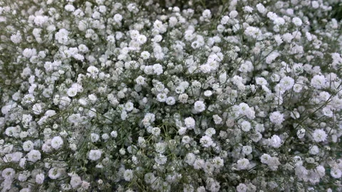 Small white flowers Stock-Footage 124795511
