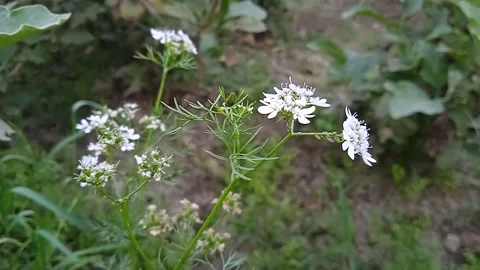 Small white flowers Stock Footage 149785712