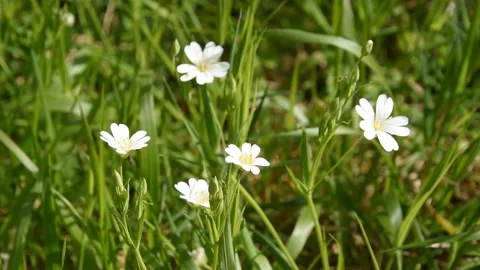Small white flowers Stock Footage 152076352