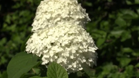 Small white flowers Video stock 209642259