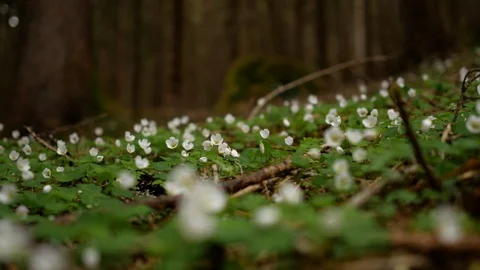 Small white flowers in the forest Video stock 89853565