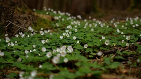 Small white flowers in the forest 스톡 동영상 89854013