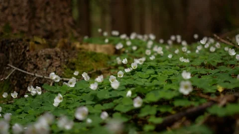 Small white flowers in the forest 스톡 동영상 89854664