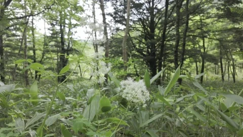 Small White Flowers in Forest Grass Stock Footage 330928556