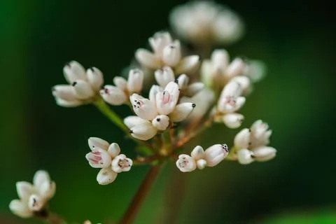 Small white flowers in the forest Stock Photos