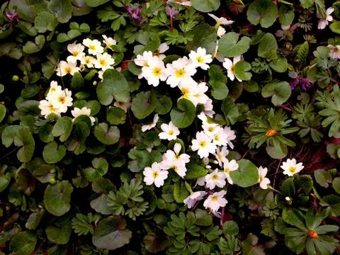 Small white flowers in the grass Foto stock