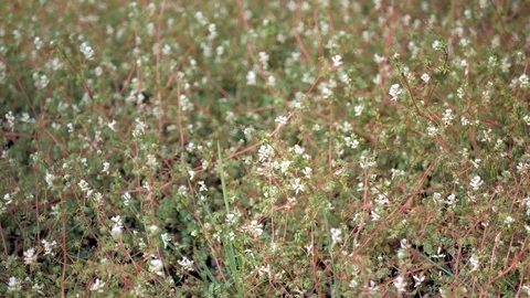Small white flowers in a green grass background in a forest. Stock Footage 106399320