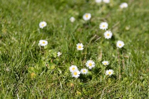 Small white flowers on green grass Stock Photos