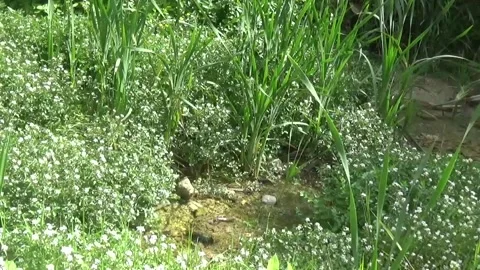 Small white flowers grow in clusters along the river Stock Footage 307756425