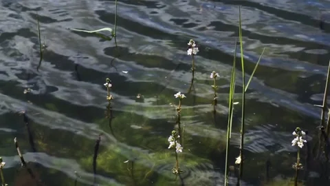 Small white flowers growing in clear pond water with gentle ripples Stock Footage 308972599