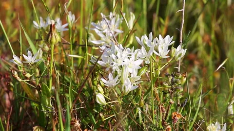 Small white flowers with insects on wind Stock Footage 96450127