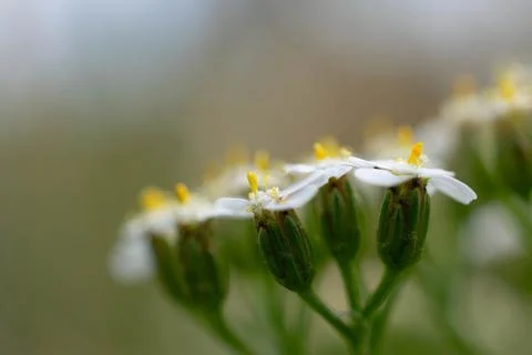 Small white flowers in macro. selective focusing. Stock Photos
