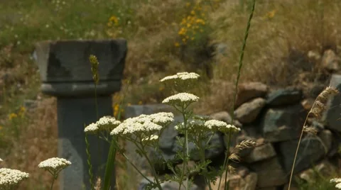 Small White Flowers Moving Stock Footage 53232767