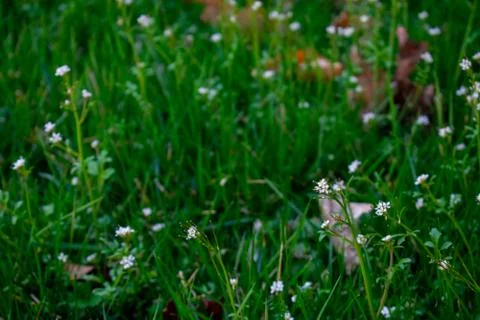 Small White Flowers in a Patch of Grass Stock Photos