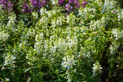 Small white flowers pattern Stock Photos