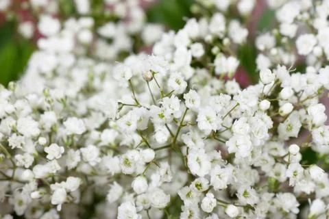 Small white flowers Stock Photos