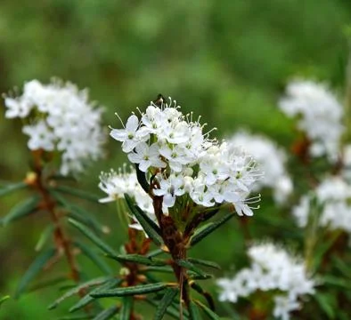 Small white flowers Stock Photos