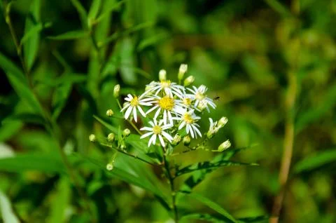 Small White Flowers Foto stock