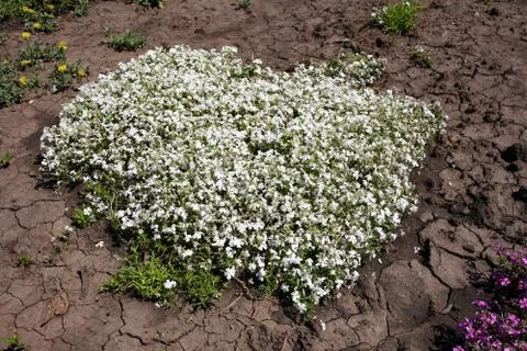 Small white flowers Stock Photos