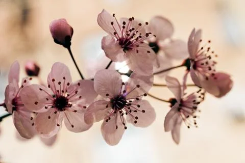 Small white flowers Stock Photos