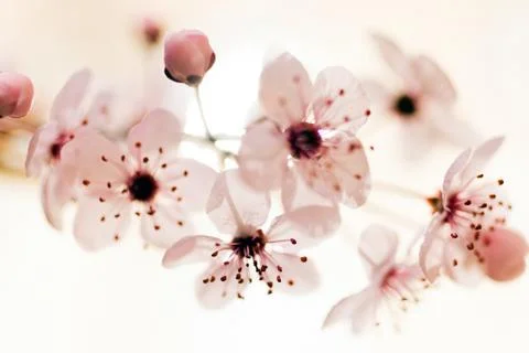 Small white flowers Stock Photos