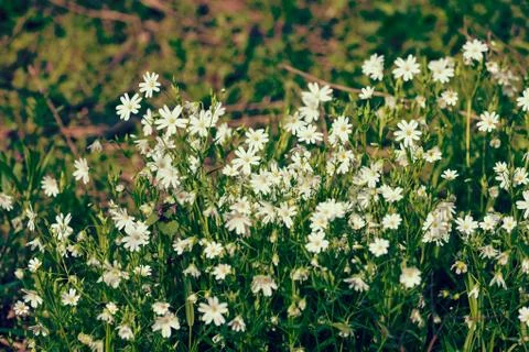 Small white flowers Stock Photos