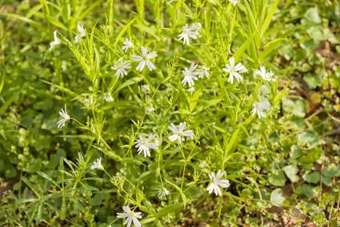 Small white flowers Stock Photos