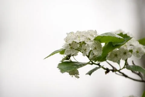 Small white flowers Stock Photos