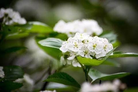 Small white flowers Stock Photos