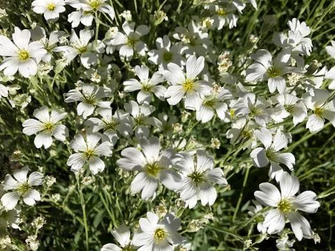 Small white flowers. Stock Photos