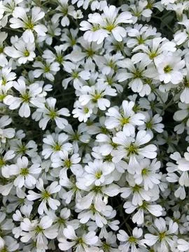 Small white flowers. Stock Photos