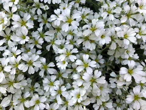 Small white flowers. Stock Photos