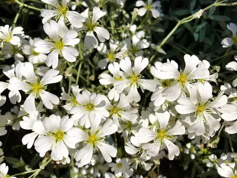Small white flowers. Stock Photos