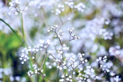 Small white flowers Stock-Fotos